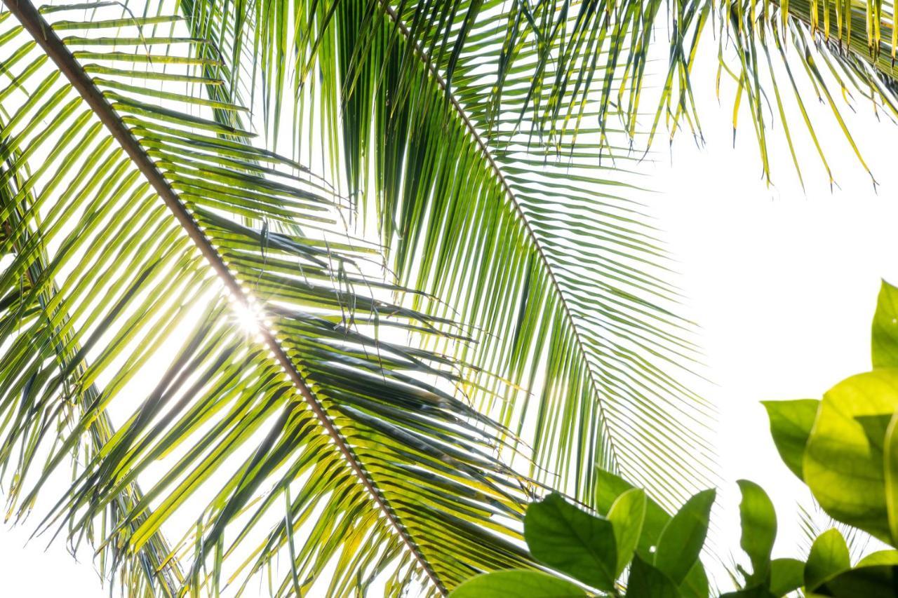 Проживание в семье Under The Coconut Tree Хойан